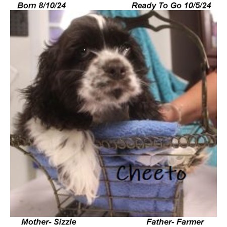 puppy, for, sale, Cocker Spaniel, Joe & Cherri  Overlease, dog, breeder, Miller, MO, dog-breeder, puppy-for-sale, forsale, nearby, find, puppyfind, locator, puppylocator, aca